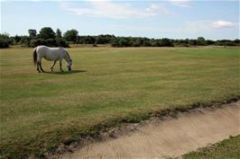 View towards Turf Hill from Cott Lane at Burley Golf Club