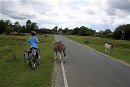 George finds some friendly donkeys at North Gorley