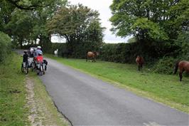 A troop of ponies taking it in turns to manure the grass on the road to the Rufus Stone, 20.9 miles into the ride