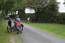 A troop of ponies taking it in turns to manure the grass on the road to the Rufus Stone