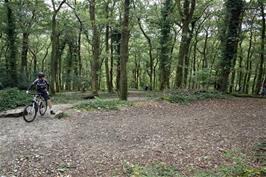 A glade in Colwill Wood