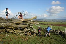 Fallen tree on the descent to Cross Furzes