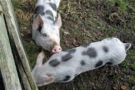 The pigs that attracted all the attention