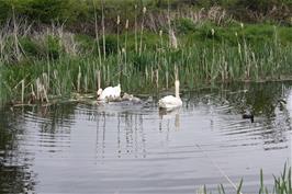 Swans and cygnets