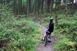 The Red Track at Haldon Forest Park