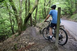 The Red Track at Haldon Forest Park