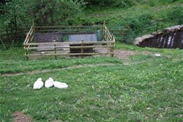 Our favourite ducks near Leusdon showing off their new penthouse flat and pond