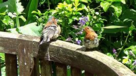 A chaffinch and a robin in the gardens of the Hill House Nursery, Landscove