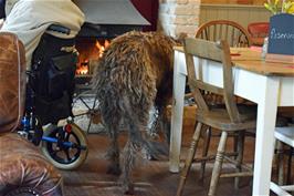 A very large animal joins us in the café