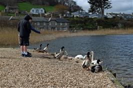Feeding the ducks at Slapton Ley