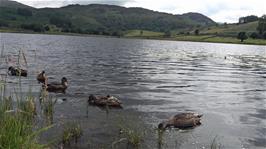 Michael carries out a 4K duck study at Watendlath Tarn