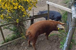 A pair of friendly pigs on the path towards Scoriton