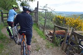 Jude and Dillan with the pigs at the start of the stony track to Scoriton