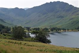The Buttermere Pines