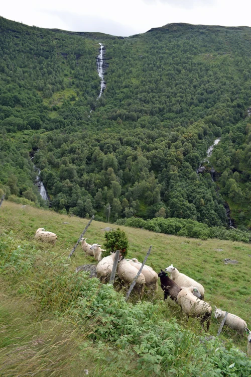 15 Aug 2017 · Norway: Day 8: Skjolden to Sognefjellshytta