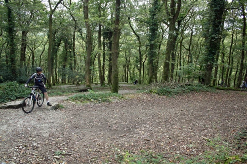 A glade in Colwill Wood