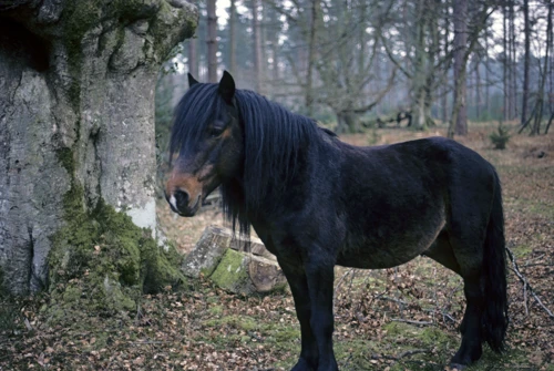 07 Apr 1988 · New Forest & Isle of Wight: Day 2 Cranborne to Burley
