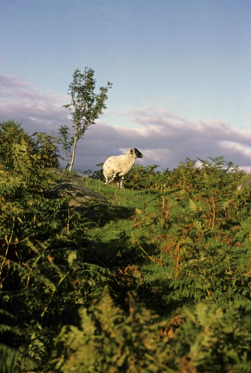 21 Aug 1988 · Scotland: Day 4 Glen Nevis to Garramore