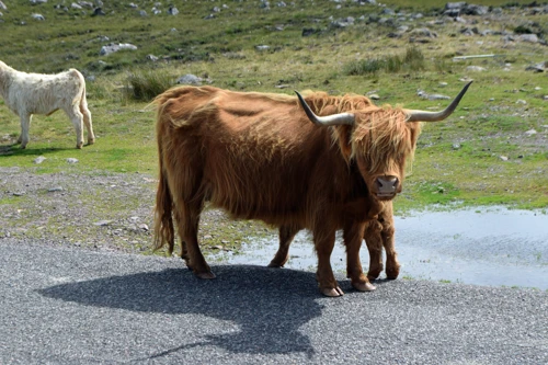 24 Jul 2018 · Scotland: Day 6: Applecross to Torridon YH