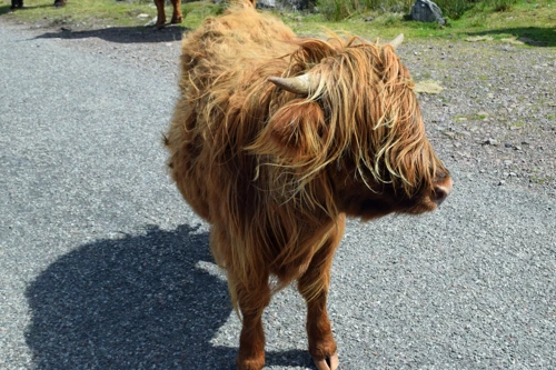 24 Jul 2018 · Scotland: Day 6: Applecross to Torridon YH