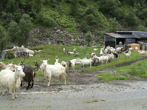 09 Jul 2003 · South West Norway: Day 6   Hellandsbygd to Odda guest house