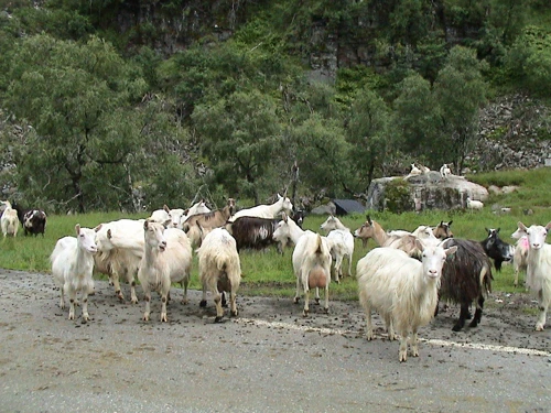 09 Jul 2003 · South West Norway: Day 6   Hellandsbygd to Odda guest house