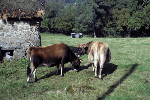 09 Oct 1988 · Fingle Bridge