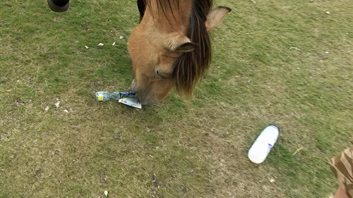 A very naughty New Forest Pony gets hold of Michael's crisps!