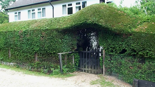 An interesting hedge design near Linford Bottom, 4.7 miles into the ride