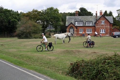 New Forest ponies at South Gorley, 7.4 miles into the ride
