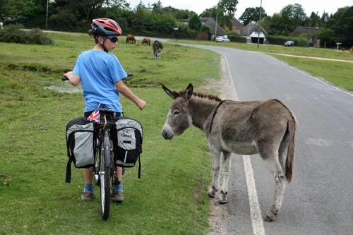 George finds some friendly donkeys at North Gorley