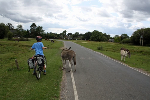 George finds some friendly donkeys at North Gorley