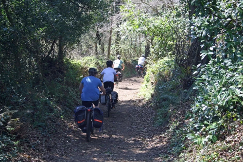 The track from Selworthy to Allerford through the woods.