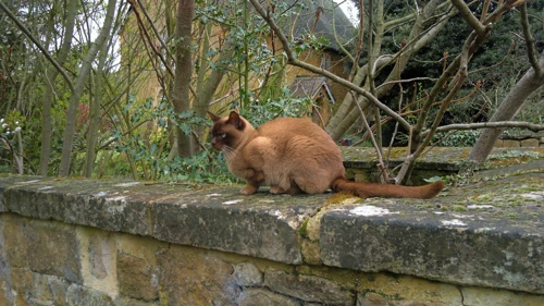 Ash's photo of the cat at Ilmington