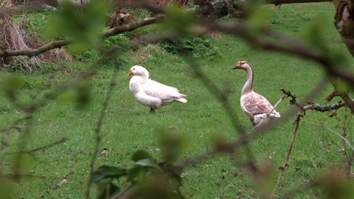 Geese in a rather attractive garden at Ilmington