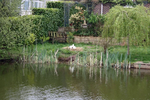 A nesting swan in a private Tiverton garden.