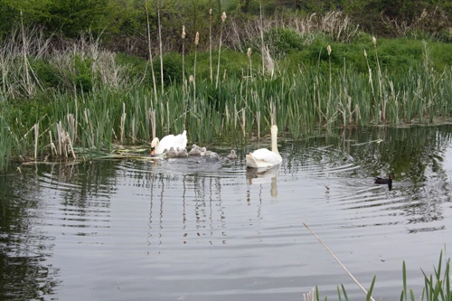 Swans with cygnets.