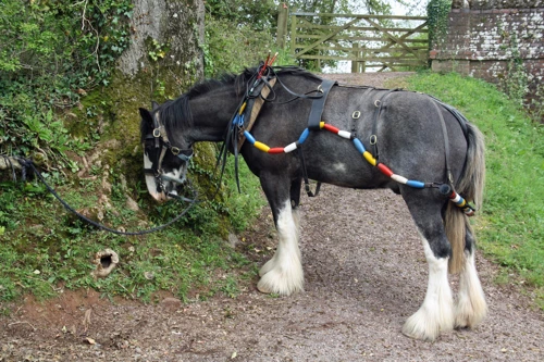 The Tivertonian Shire horse enjoys a well-earned break before the return to Tiverton.