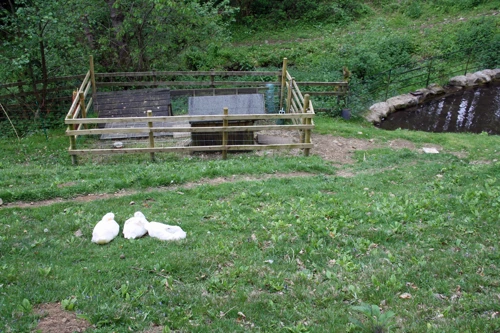 Our favourite Leusdon ducks show off fox-proof quarters and refurbished pond.