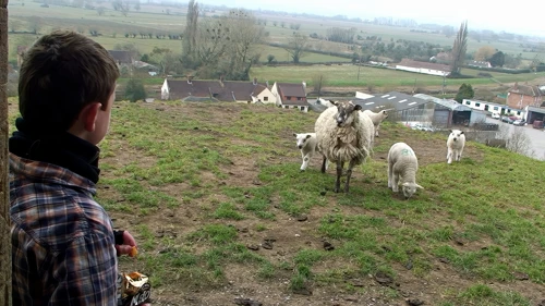 A family of sheep keep us company near the ruined church on Burrow Mump
