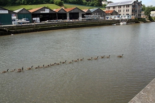 Canada geese cruising in formation on the River Dart, Totnes.