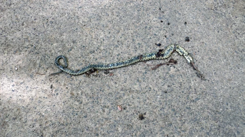The squashed adder John noticed on the road outside Hole Farm.