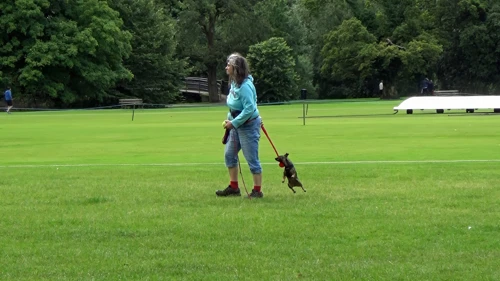 This crazy dog kept jumping at its owner in Fitz Park, Keswick, while we lunched under a tree.