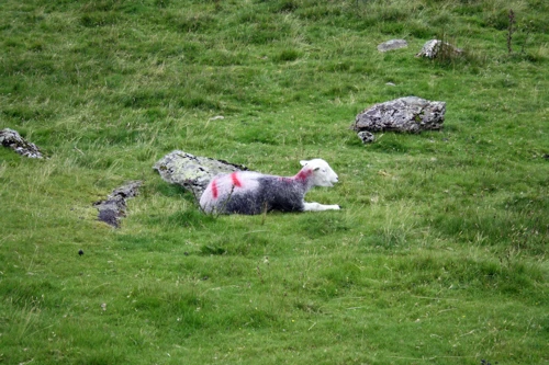 One of the 'rare' Herdwick sheep roaming the Lake District.