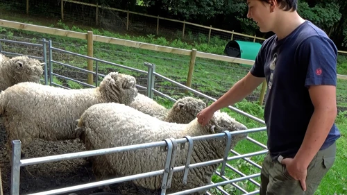 Lawrence coaxes George’s pet sheep into a tail‑wagging cameo at Thorney How Independent Hostel.