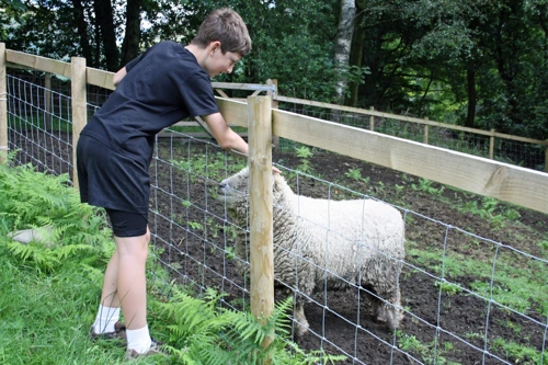 George renews his friendship with the tail‑wagging Old English Southdown sheep at Thorney How.