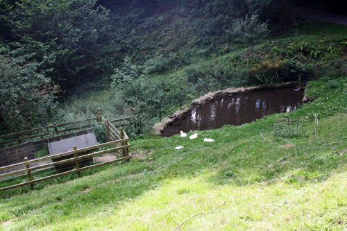 The Aylesbury ducks at their luxury home in Leusdon, 14.9 miles in.