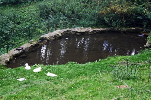 The Aylesbury ducks at their luxury home in Leusdon.