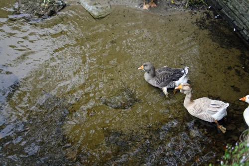 Geese on the River Avon eye up spectators at Newmill Bridge