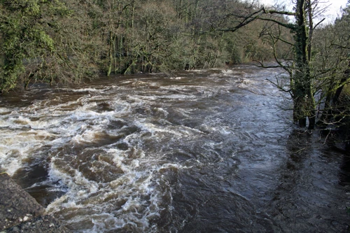 River Dart in full flood, looking downstream from Austin's Bridge, Buckfastleigh.